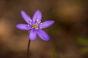 Close-up of Anemone hepatica (common hepatica, liverwort, kidneywort, pennywort), dark nature background, Springtime, Finland Close-up of Anemone hepatica (common hepatica, liverwort, kidneywort, pennywort), dark nature background, Springtime, Finland